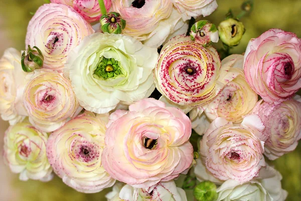 Blommor Peon Som Floral Bakgrund — Stockfoto