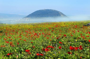 haşhaş arka plan İncil Mount Tabor, İsrail'e karşı Nazareth yakınlarında Celile, çiçek açan bahar