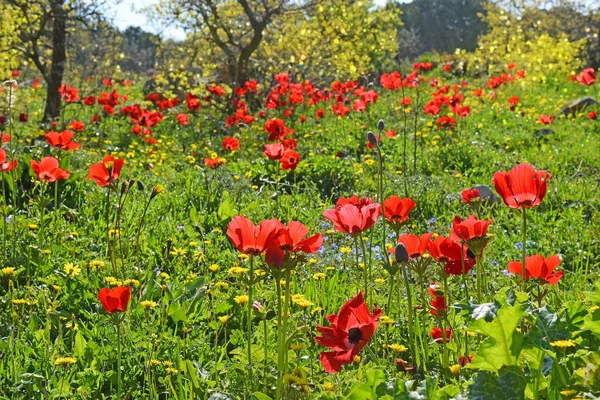 Rode Papavers Een Bos Glade Spring Bloei Lower Galilee Israel — Stockfoto