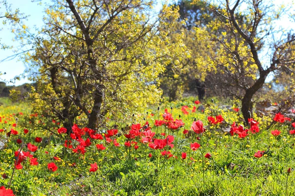 Czerwone Maki Leśnej Polanie Wiosną Kwitnące Dolnej Galilei Izrael — Zdjęcie stockowe