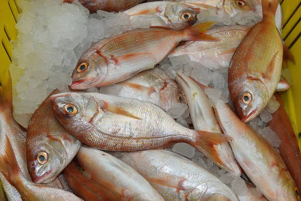 fresh saltwater fish on market counter in Acre