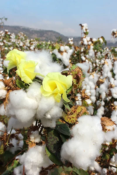 収穫の準備ができている綿畑の綿の花と綿のボール — ストック写真