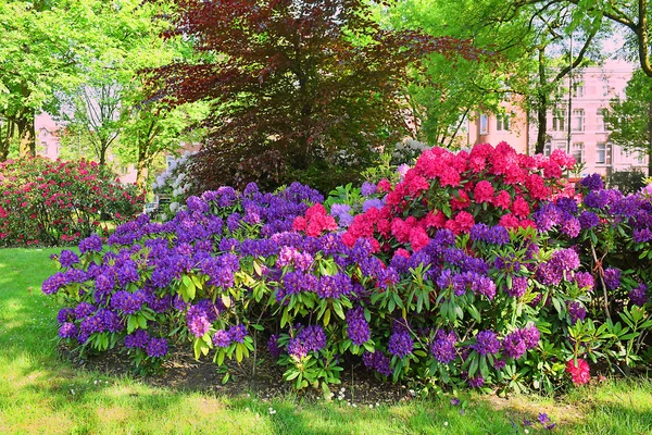 Pittoreska Blomrabatter Med Ljusa Blommor Gatan Amsterdam — Stockfoto