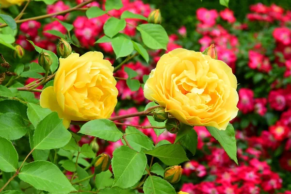Rosas Amarelas Grandes Jardim Como Fundo Natural — Fotografia de Stock