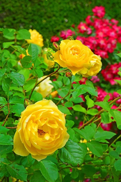 Grandi Rose Gialle Giardino Come Sfondo Naturale — Foto Stock