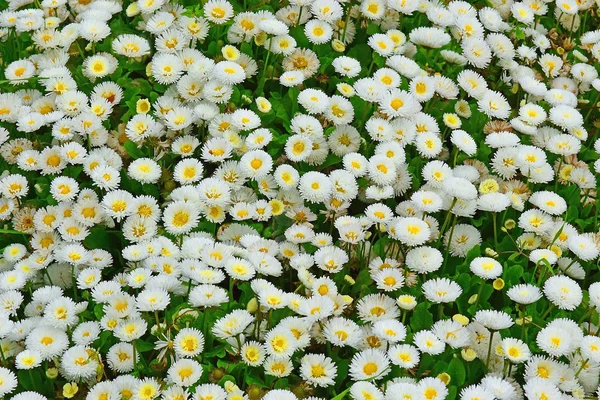 Blomster Hvid Engelsk Daisy Nemlig Naturlig Baggrund - Stock-foto