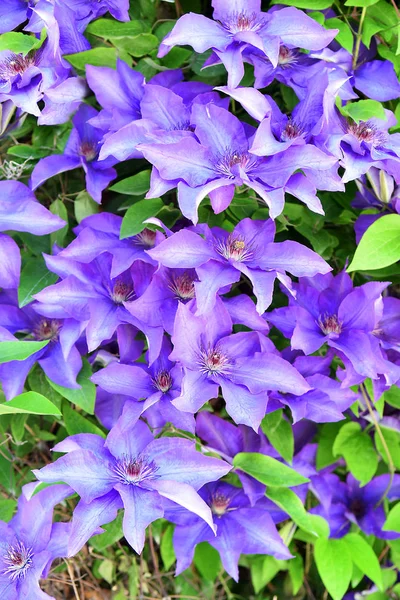 Duży Piękny Kwiat Purpurowy Clematis Jako Naturalne Tło — Zdjęcie stockowe