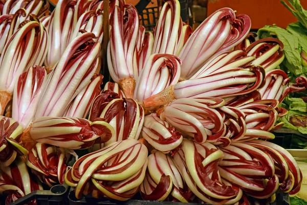 Salada Radicchio Treviso Vermelho Italiano Ingrediente Tradicional Culinária Italiana — Fotografia de Stock