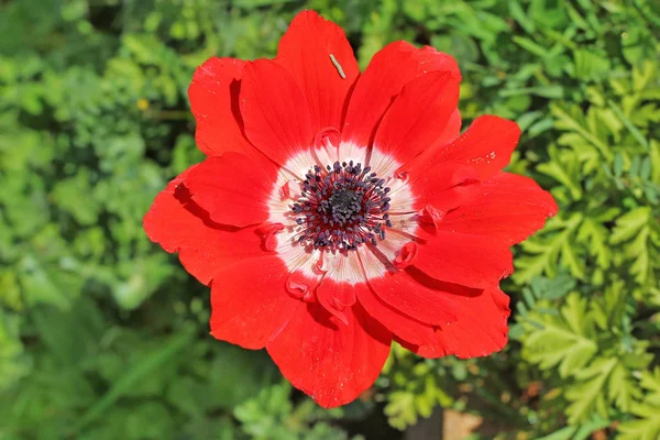 Petite Chenille Sur Pétale Fleur Pavot Gros Plan — Photo