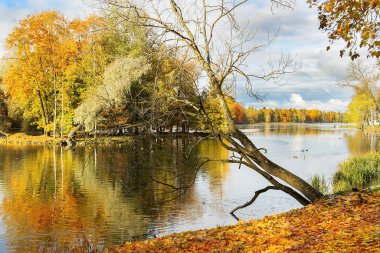 Gatchina parkında sonbahar manzarası, Leningrad bölgesinde halk parkı, St. Petersburg, Rusya