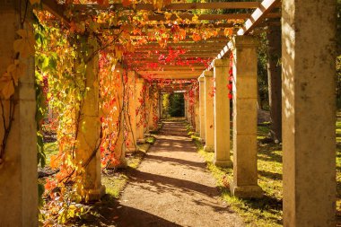 Lomonosov 'daki (Oranienbaum) halk parkında, Saint Petersburg, Rusya' da Çin göleti üzerinde yabani üzümlerle çevrili altın sonbahar ve pergola.