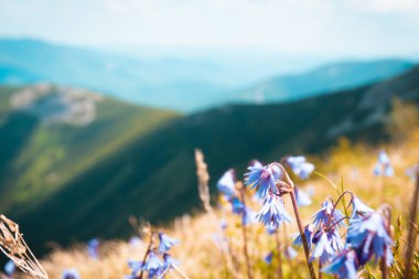 parlak ve güzel mor çiçek dağlarda yüksek