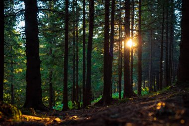 gün batımında güneşli parlak ve güzel orman manzara