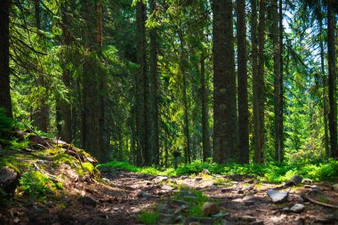 gün batımında güneşli parlak ve güzel orman manzara