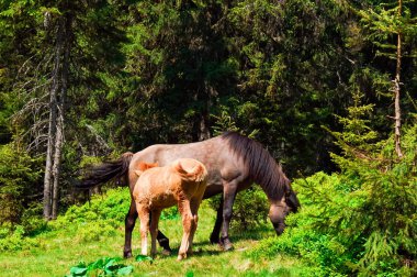 bir çayırda tay ve mare otlatmak