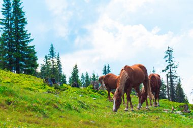 atları dağlarda bir çayırda