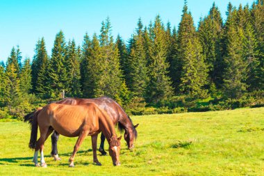 atları dağlarda bir çayırda