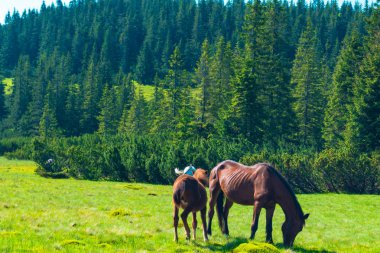 atları dağlarda bir çayırda