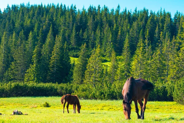 Коні на лузі в горах — стокове фото