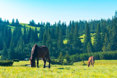 atları dağlarda bir çayırda