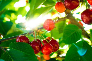 yaprakları ile ağaç üzerinde güzel kırmızı kiraz