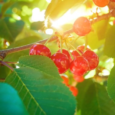 yaprakları ile ağaç üzerinde güzel kırmızı kiraz