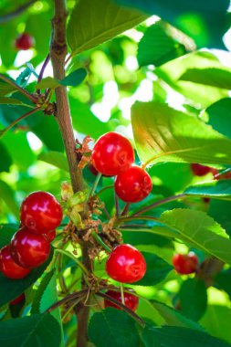 yaprakları ile ağaç üzerinde güzel kırmızı kiraz