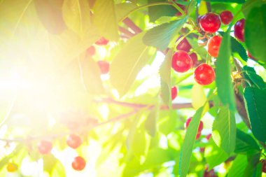 yaprakları ile ağaç üzerinde güzel kırmızı kiraz