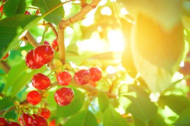 yaprakları ile ağaç üzerinde güzel kırmızı kiraz