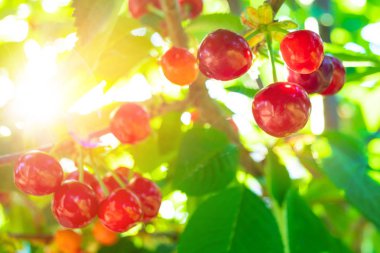 yaprakları ile ağaç üzerinde güzel kırmızı kiraz