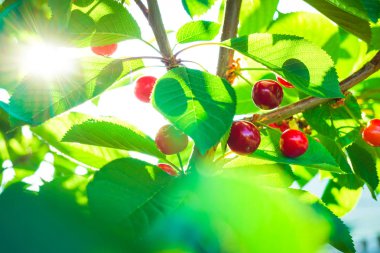 yaprakları ile ağaç üzerinde güzel kırmızı kiraz