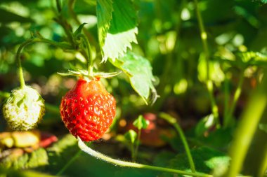 yaprakları ile bir dal üzerinde büyüyen kırmızı çilek