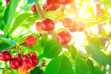 yaprakları ile ağaç üzerinde güzel kırmızı kiraz