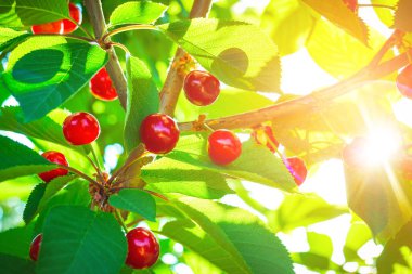 yaprakları ile ağaç üzerinde güzel kırmızı kiraz