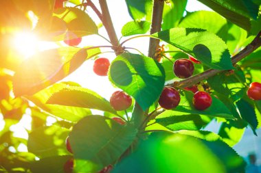 yaprakları ile ağaç üzerinde güzel kırmızı kiraz