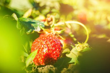 yaprakları ile bir dal üzerinde büyüyen kırmızı çilek