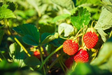 yaprakları ile bir dal üzerinde büyüyen kırmızı çilek