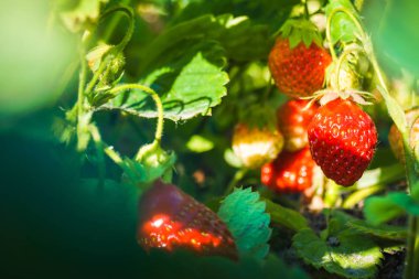 yaprakları ile bir dal üzerinde büyüyen kırmızı çilek