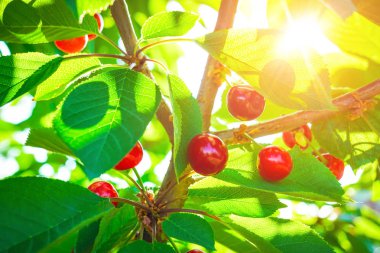yaprakları ile ağaç üzerinde güzel kırmızı kiraz