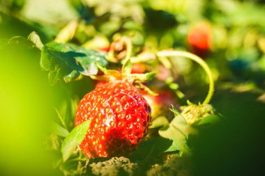 yaprakları ile bir dal üzerinde büyüyen kırmızı çilek