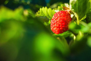 yaprakları ile bir dal üzerinde büyüyen kırmızı çilek