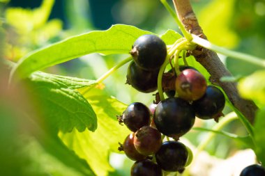Yaprakları ile dal üzerinde siyah kuş üzümü