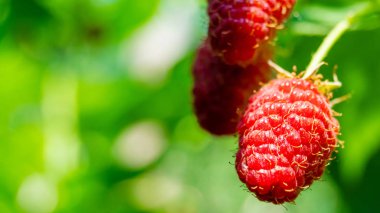 olgun kırmızı ahududu bir çalı üzerinde büyüyen