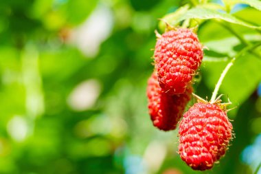 olgun kırmızı ahududu bir çalı üzerinde büyüyen
