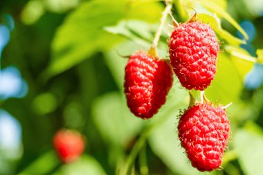 olgun kırmızı ahududu bir çalı üzerinde büyüyen