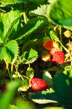 yaprakları ile bir dal üzerinde büyüyen kırmızı çilek
