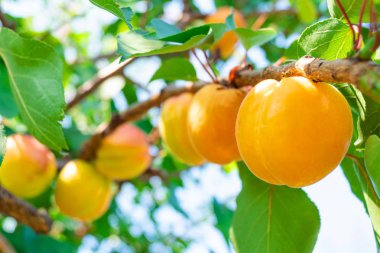 yaprakları ile bir dal üzerinde olgun kayısı