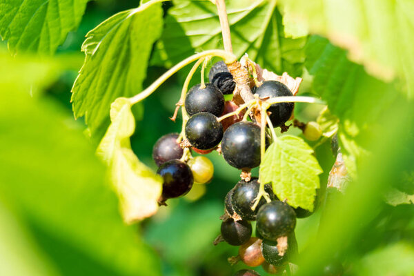 black currant on the branch with leaves