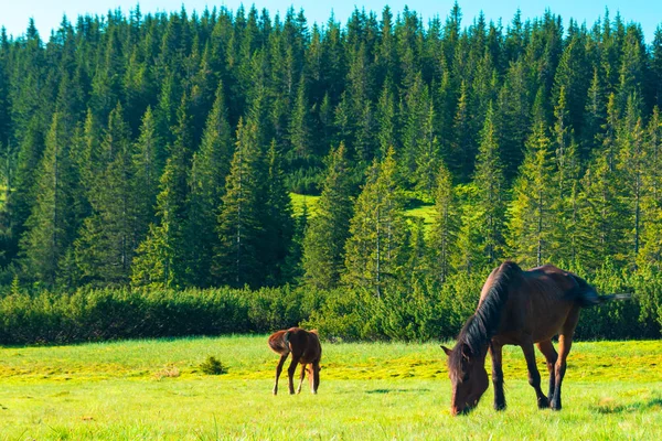 Коні на лузі в горах — стокове фото