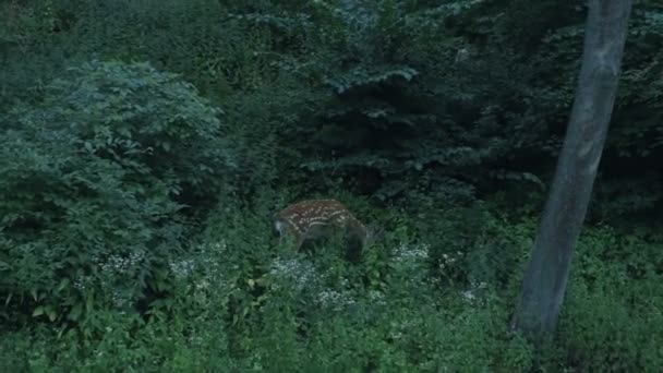 在树林里吃树叶的小鹿 — 图库视频影像